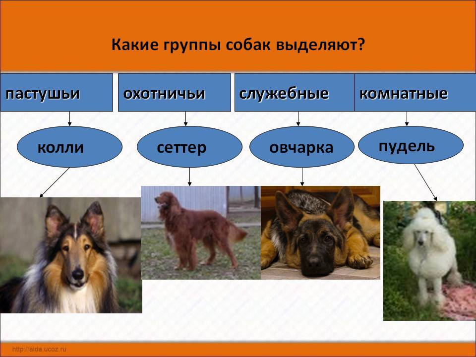 Классификация пород собак. отличия классификации fci и акс. как классифицируются породы собак? 3 группа собак