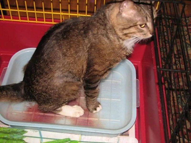 Почему кошки какают с кровяными выделениями: причины и как помочь питомцу