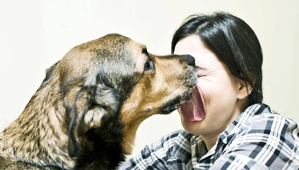 Рычание собаки: что делать, если она начала рычать на хозяина, когда ее гладят?