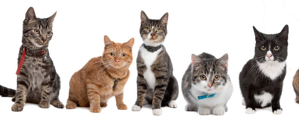 Нибелунг: кошки и коты