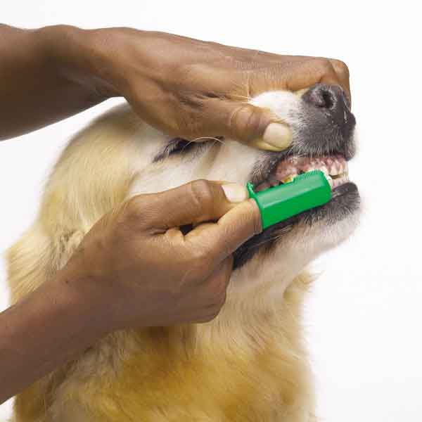 Чистка зубов собаке (кошке).
