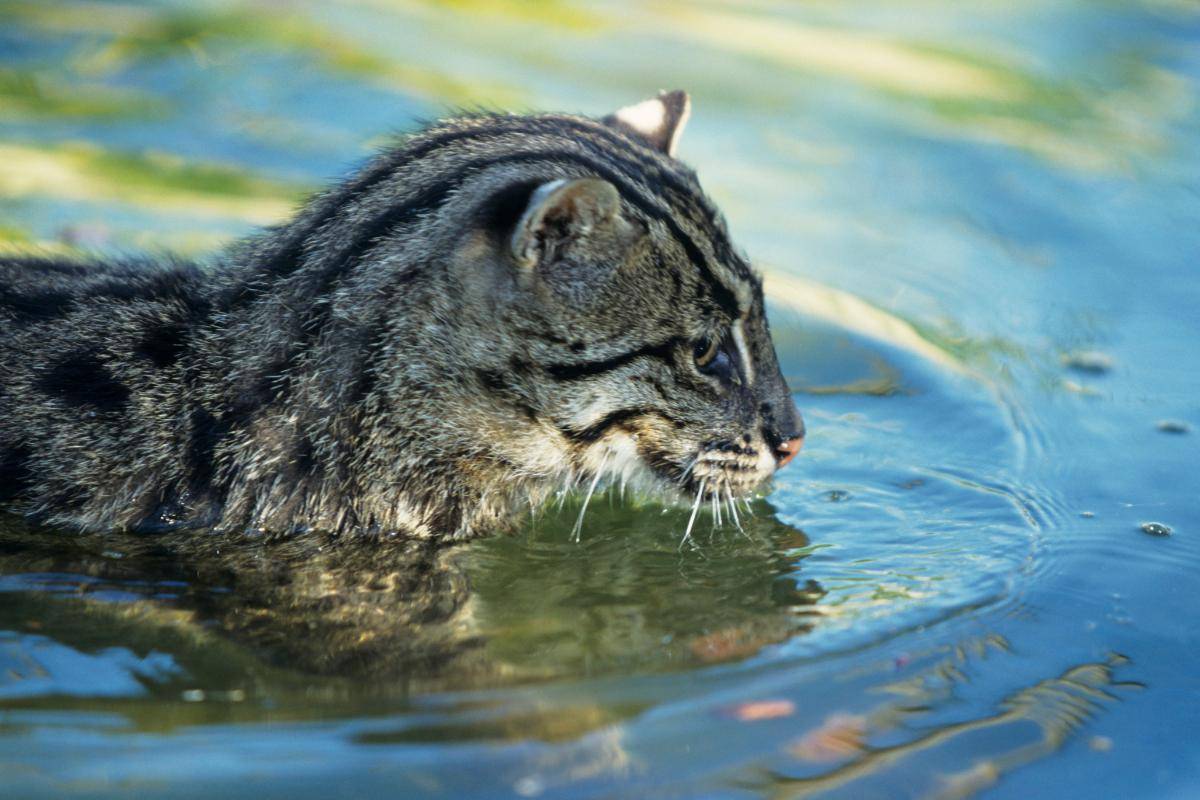 Виверровый кот-рыболов кошка: подробное описание, фото, купить, видео, цена, содержание дома