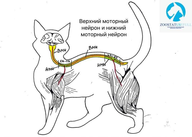 Недержание у котов: причины, симптомы, диагностика, лечение и прогноз | блог ветклиники "беланта"