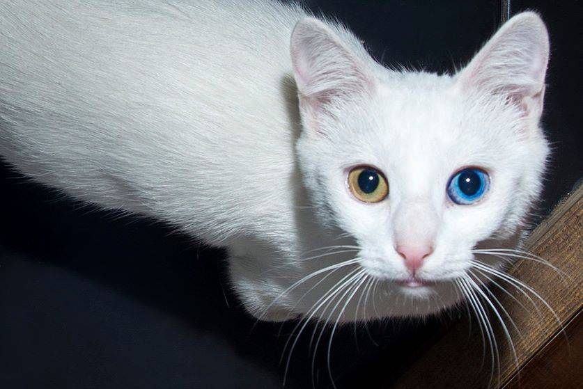 Глухота у белых кошек | кошки вики | fandom
