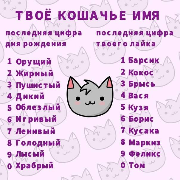 Имена для породистых кошек и котов