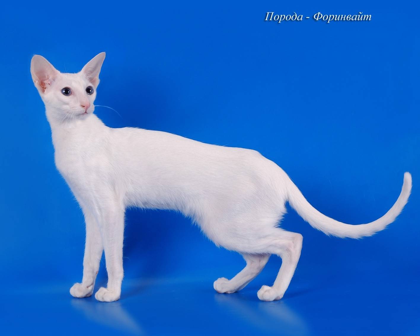Форин вайт — описание породы и характер кошки