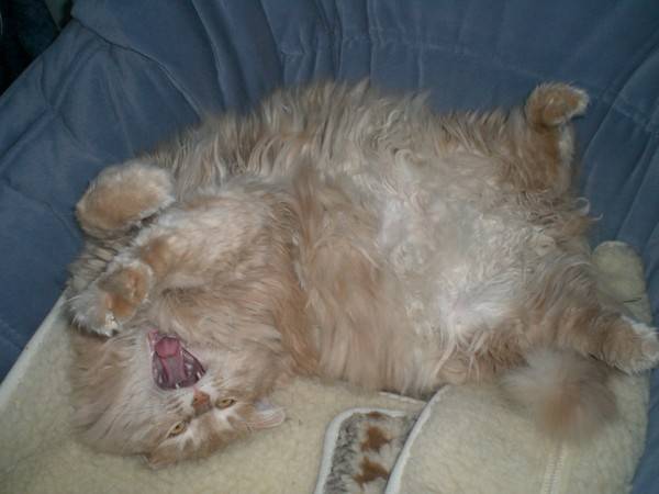 Лежебока рыжий кот отлежал себе живот или сколько спят кошки в сутки