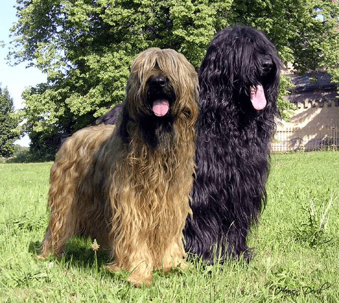 Порода собак бриар — уникальная французская овчарка, покорившая мир