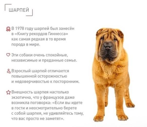 Шарпеи: фото взрослых собак, характеристика и стандарты породы, описание особей черного, голубого, серого и других окрасов, размеры, медвежка и иные типы шерсти