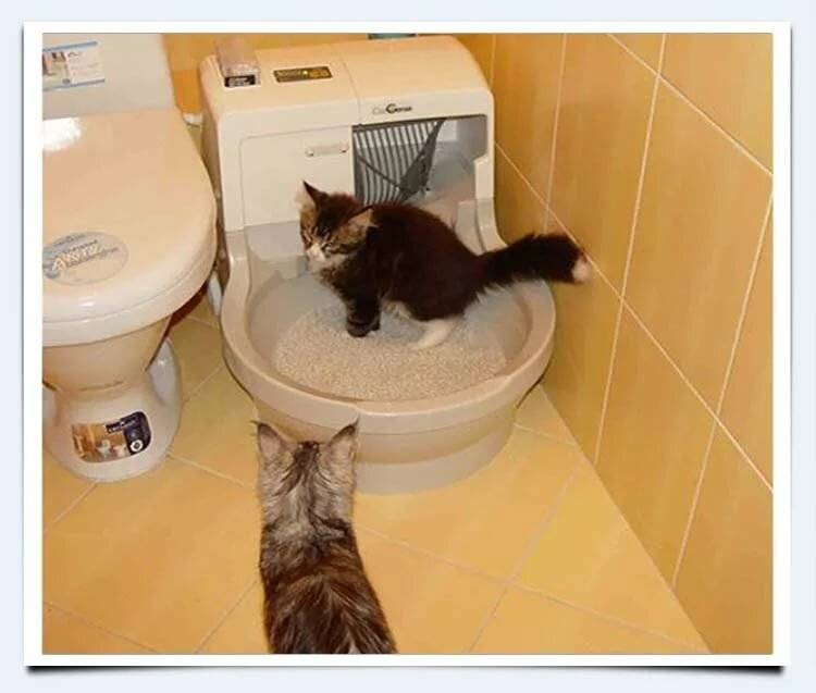 Причины и лечение запора у кошек, как помочь кошке сходить в туалет по-большому