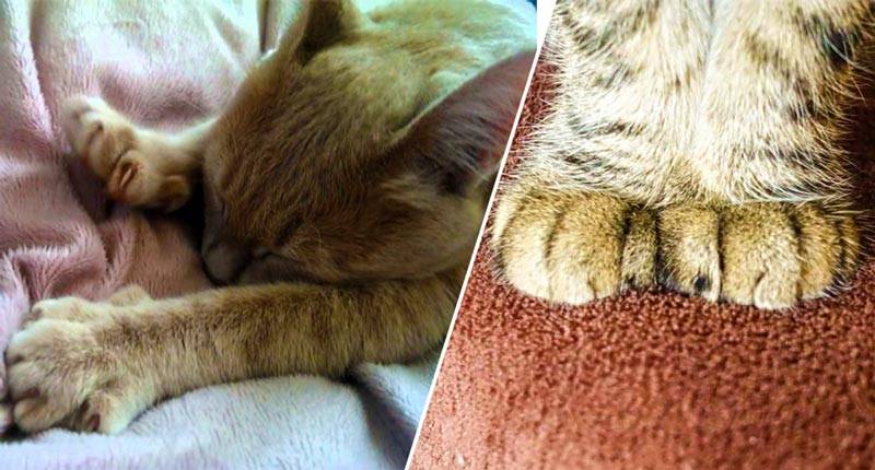 Зачем кошки мнут лапами человека, будто делают массаж, что это значит?