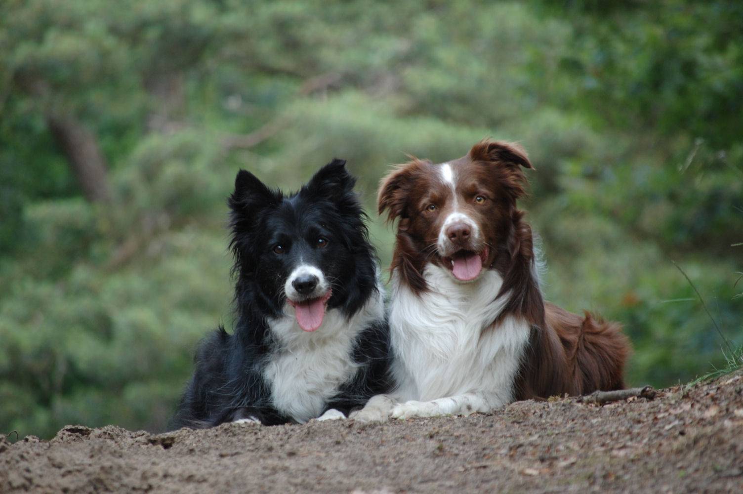 Собака породы бордер-колли — фото, описание, характер, окрас, рекомендации по содержанию