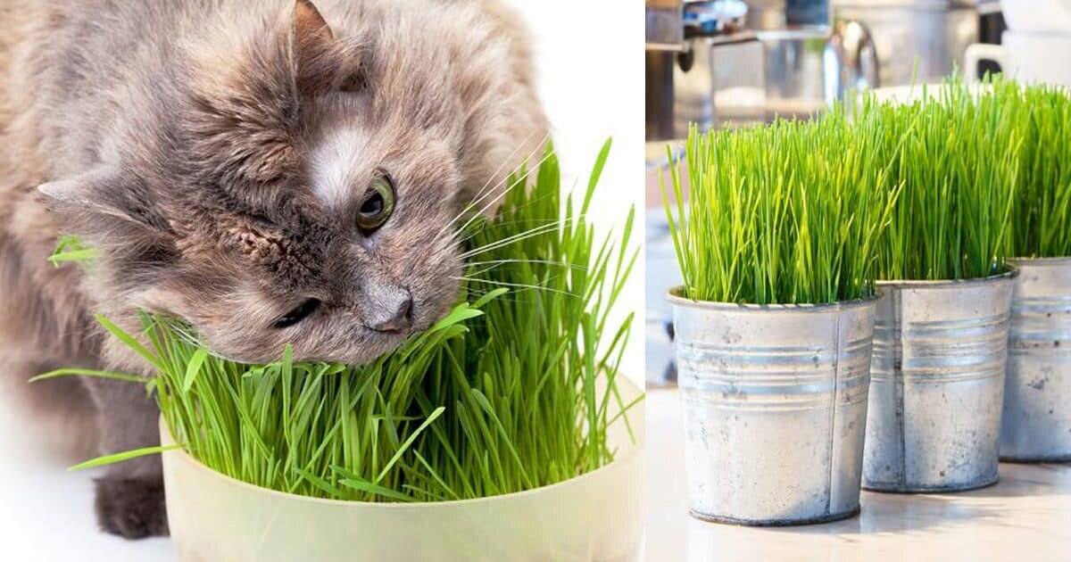 5 причин, по которым кошки едят траву