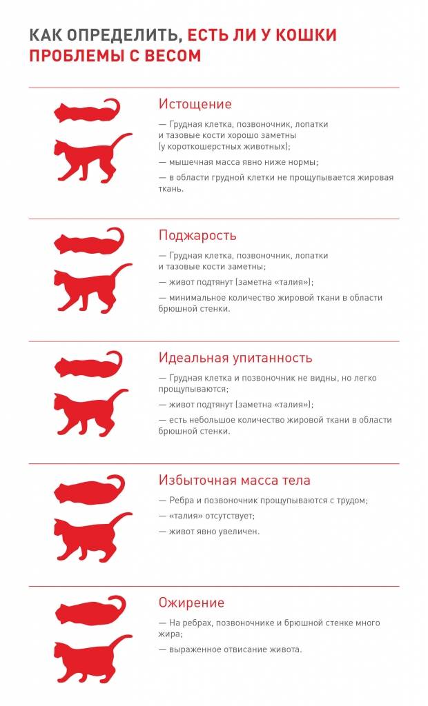 Сколько сосков у кошек и котов