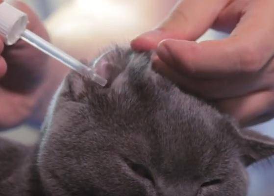 Как почистить уши кошке: процедура в домашних условиях