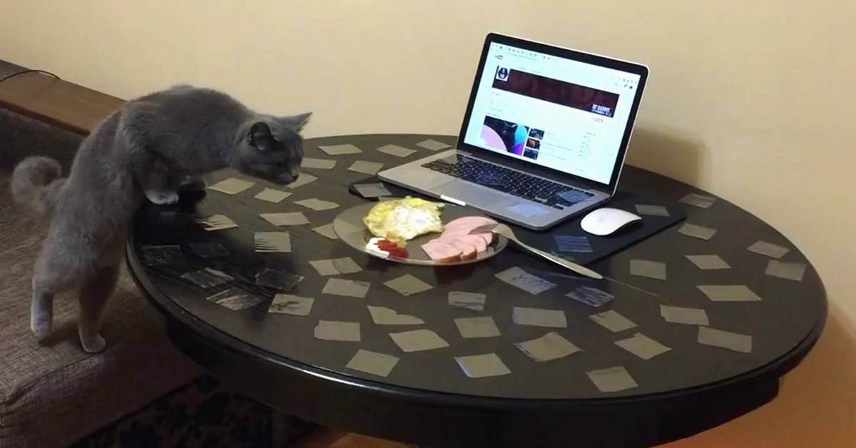 5 проверенных способов отучить кошку лазить по столу. ридус