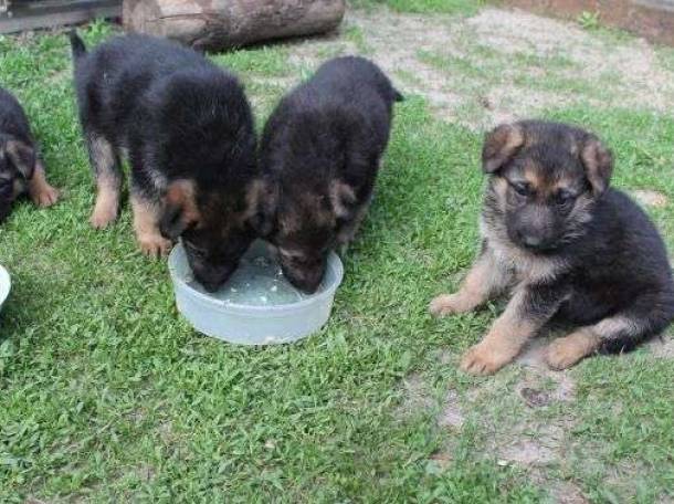 Советы ветеринара, как кормить щенка немецкой овчарки