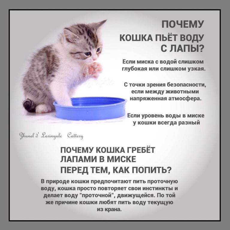 Почему кот не пьет воду вообще, что делать, как заставить животное лакать из миски?