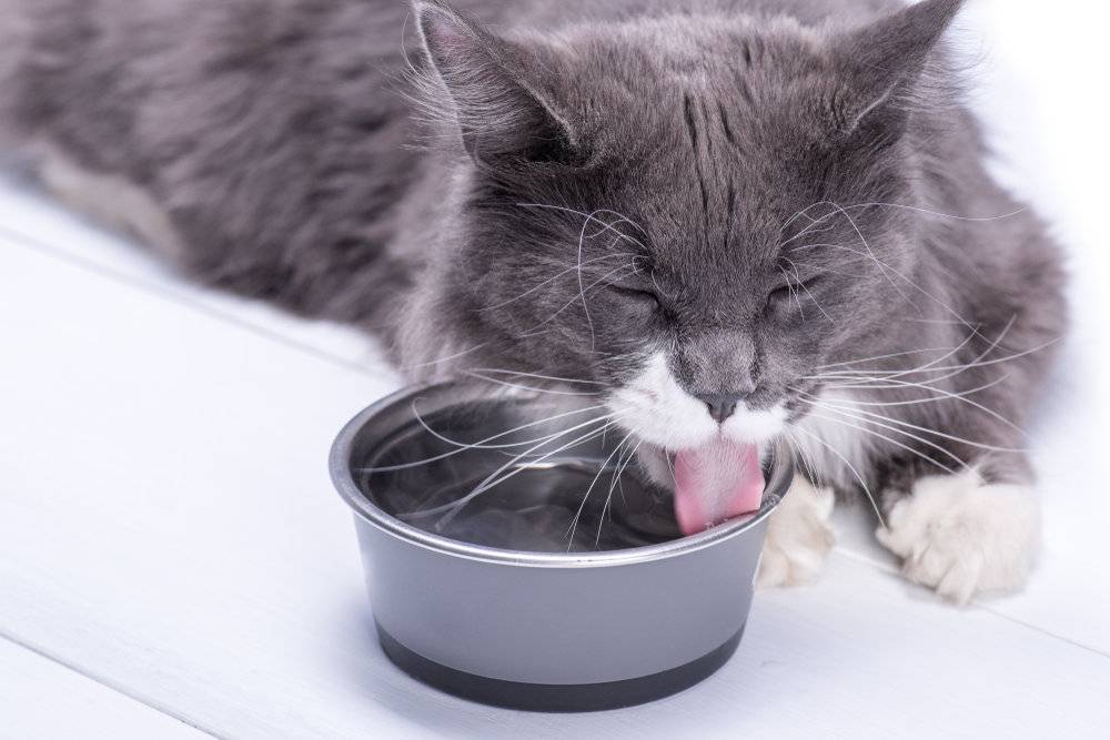 Как заставить кота пить воду: особенности ухода и воспитания, советы и рекомендации