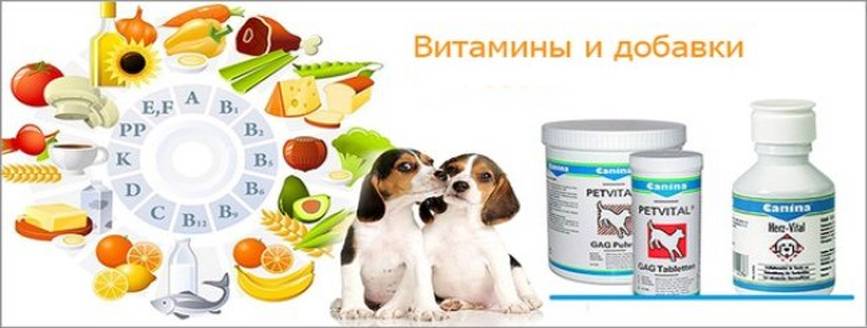 Витамины для собак а, в, с, д, е, н значения, свойства и потребности у пород