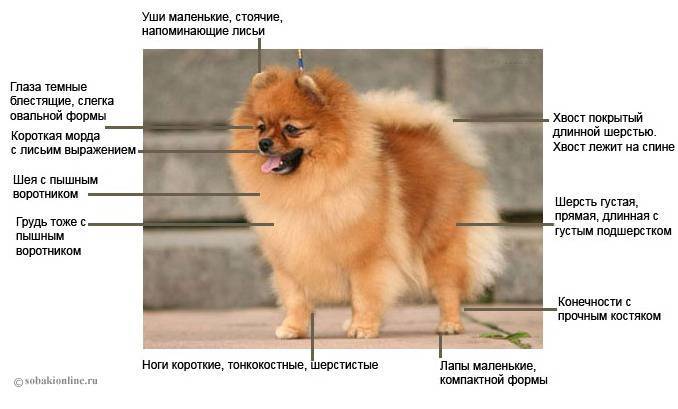 Померанский шпиц все о породе: типы, характер собаки, характеристика, цена
