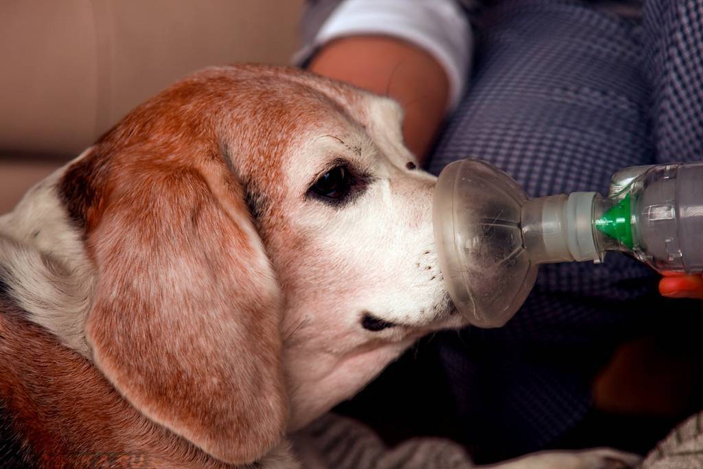 Собака тяжело дышит: причины и способы лечения | блог ветклиники "беланта"