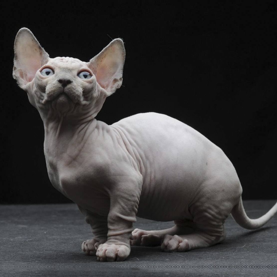 Порода кошек бамбино: как выглядит, чем кормить и как ухаживать