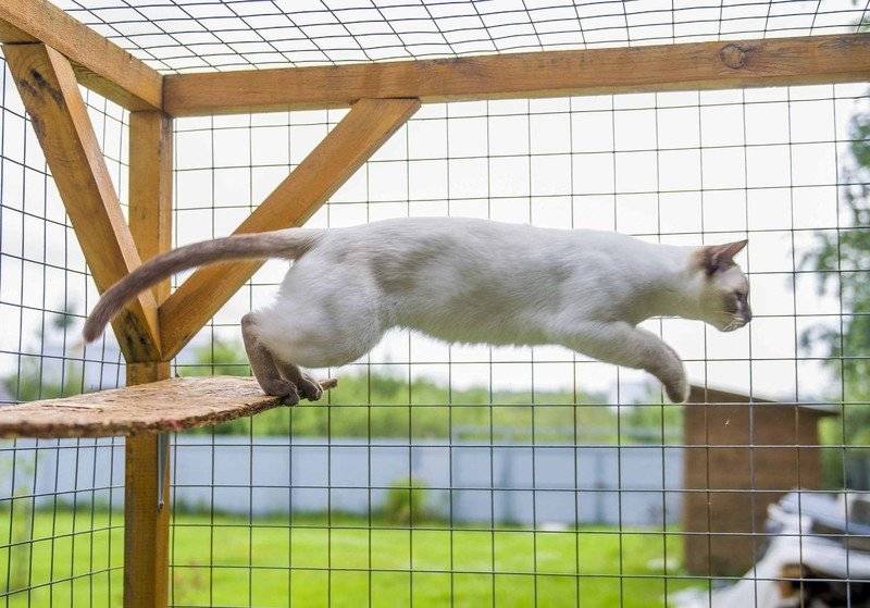 Вольер для кошки: как сделать клетку самостоятельно, пошаговая инструкция