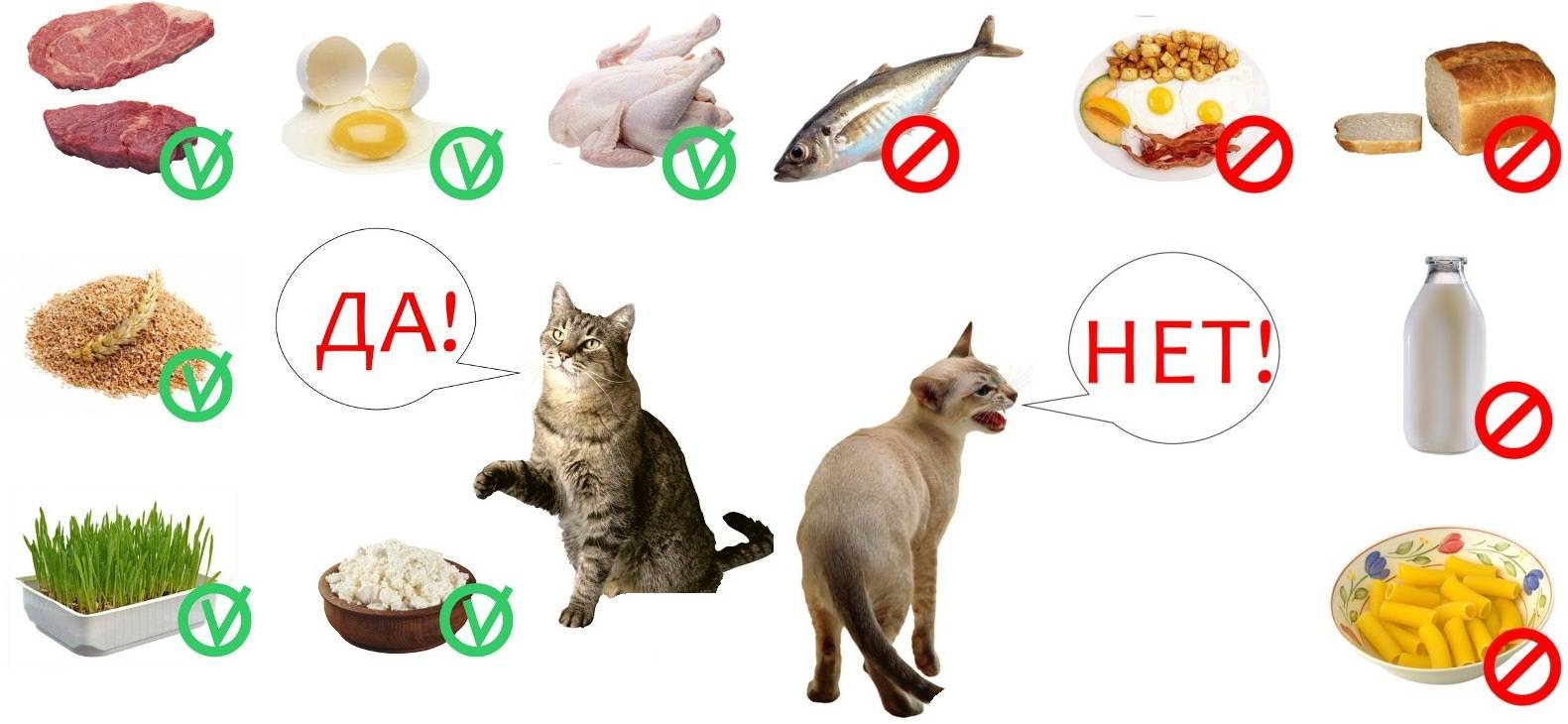Отвечаем на главный вопрос кошатников: можно ли кормить кошку сырым мясом?