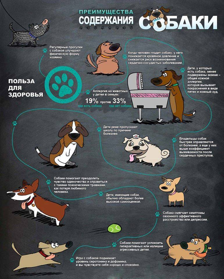 Дисплазия локтя у собак: признаки, диагностика, методы лечения
