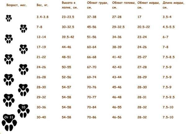 Рост и вес лабрадора - таблица для щенка по месяцам по порядку: 1, 2, 3, 4, 5, 6, 7, 8, 9 мес. - petstime.ru