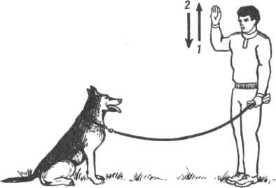 Как научить собаку командам: применение и техника отработки
