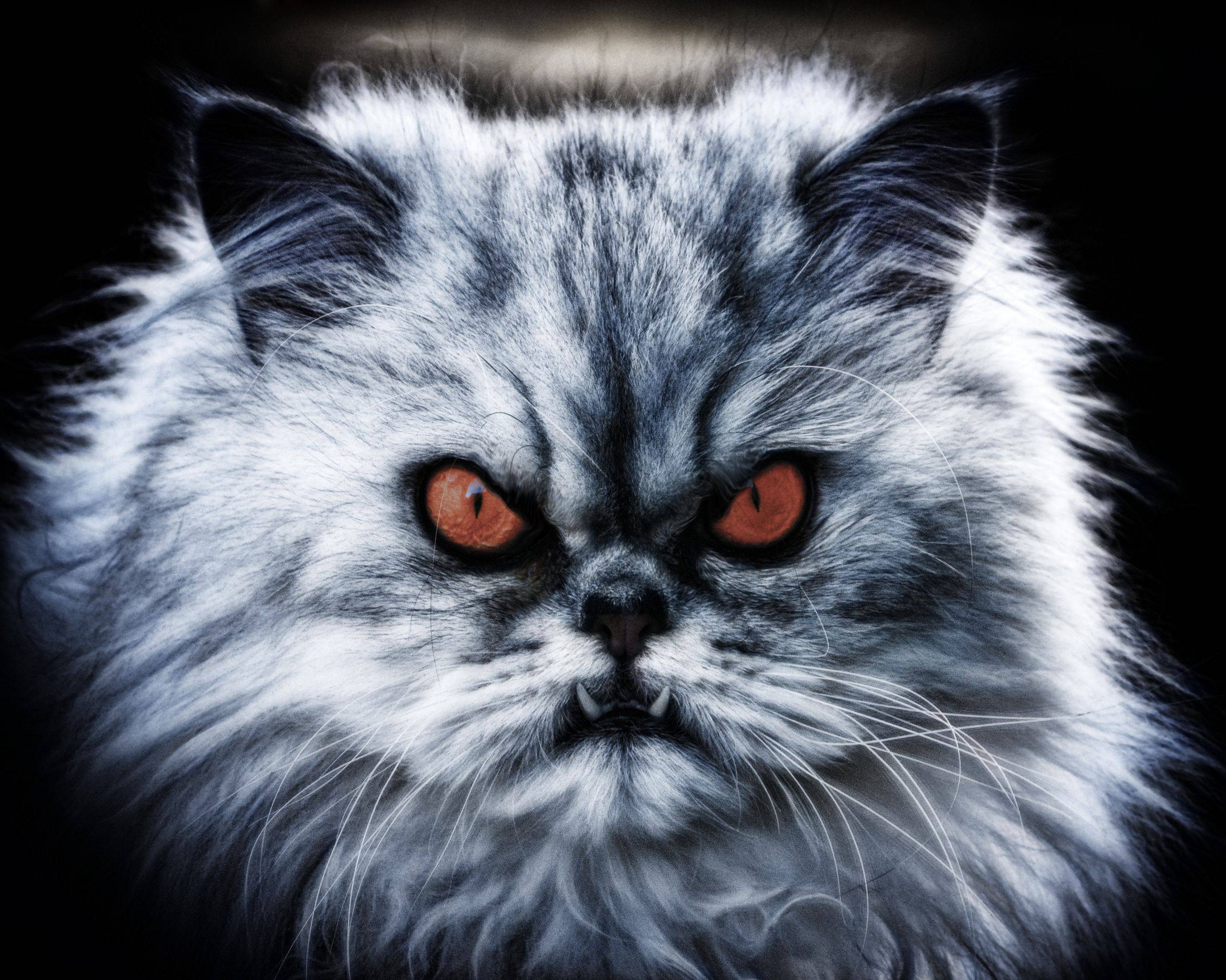 Самая злая кошка: названия пород, их описания и фото