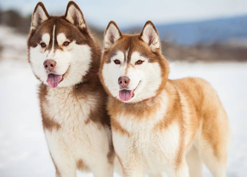 Помесь хаски и лайки: как выглядит смесь на фото и в каком уходе нуждаются щенки скрещенные с двух пород собак