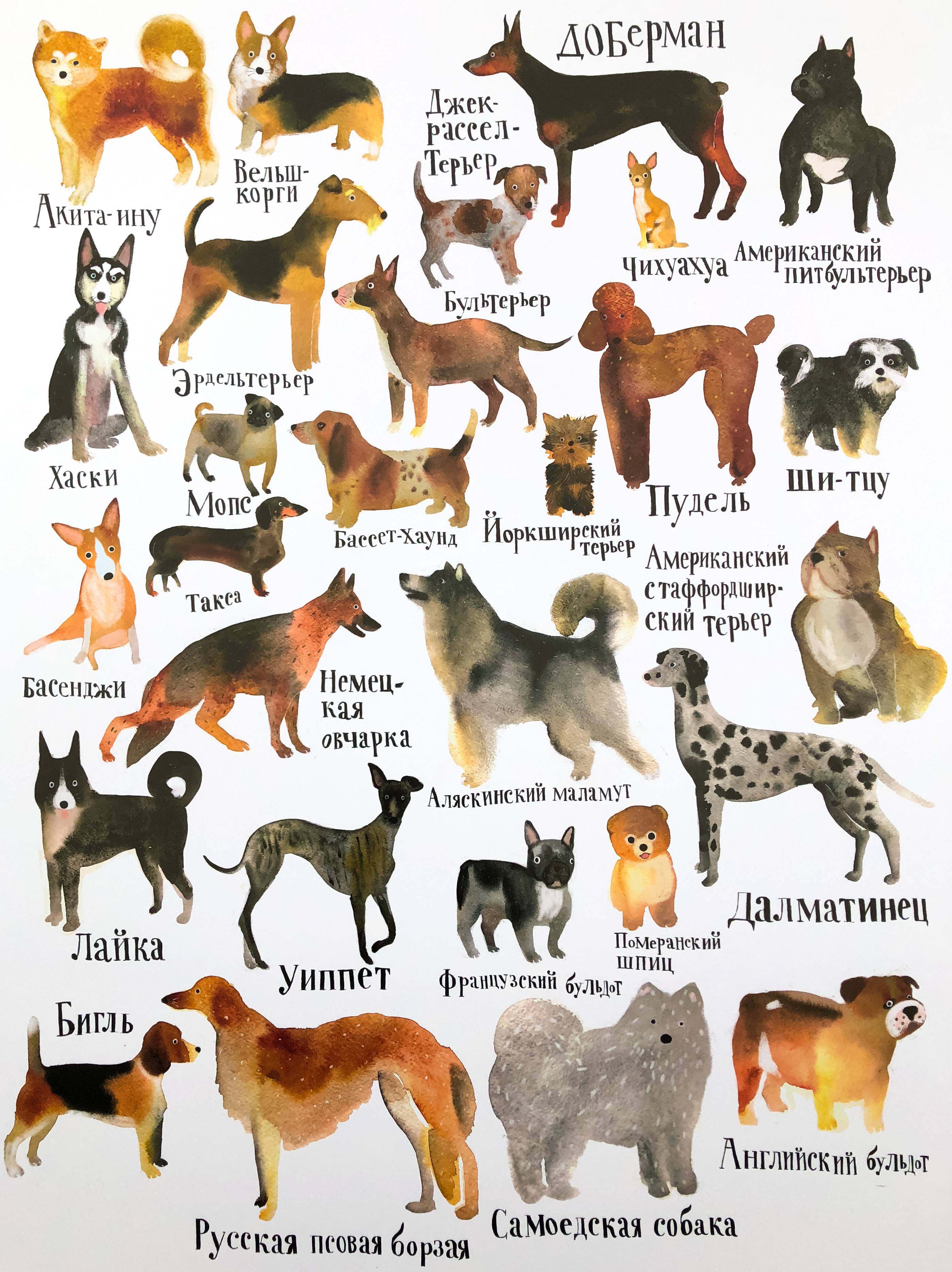 Собаки средних пород: список с фотографиями и описаниями