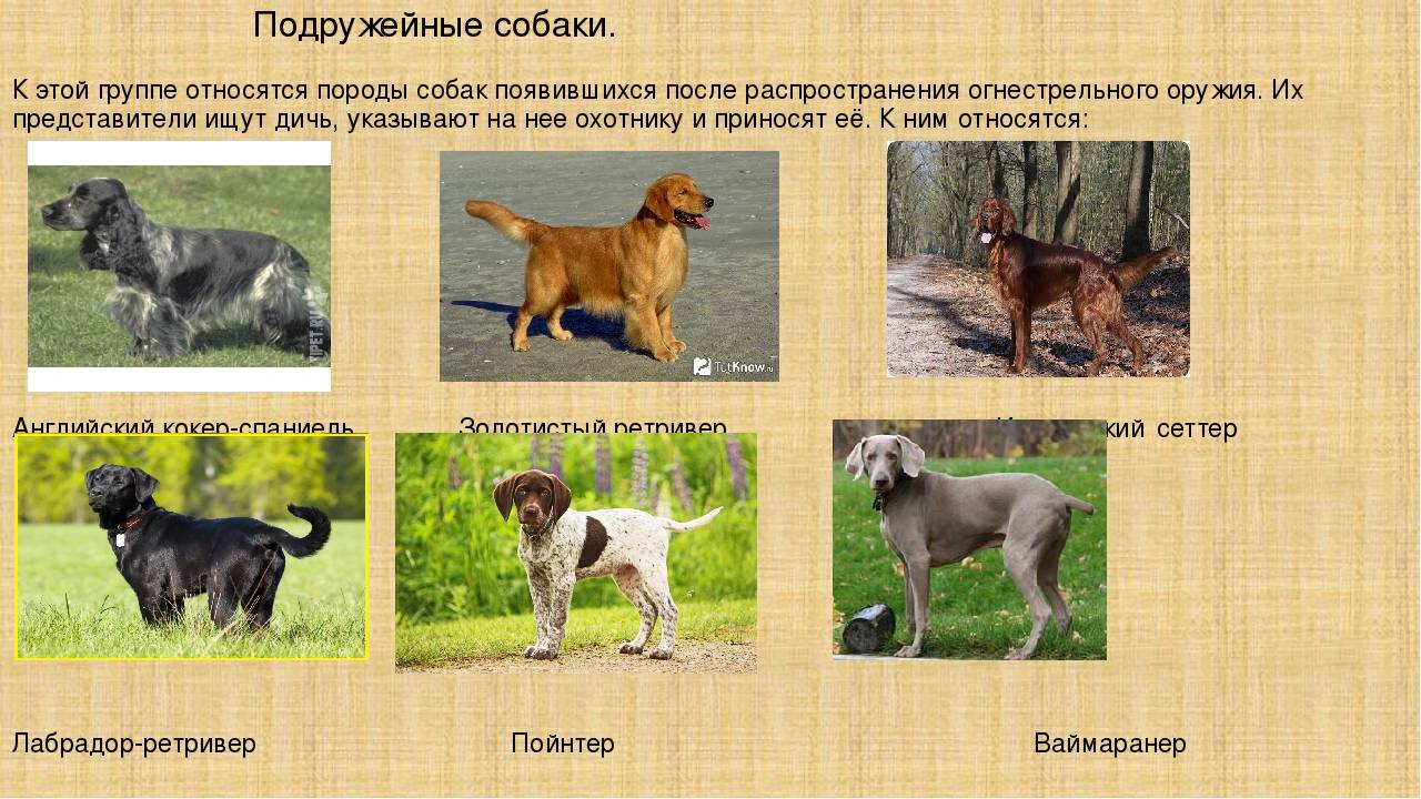 Собака дог: особенности породы королевский дог, разновидности догов, описание щенков