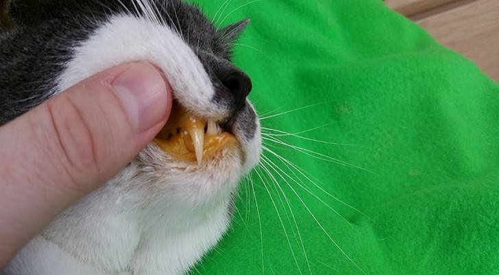 Запах изо рта у кошек: причины и лечение