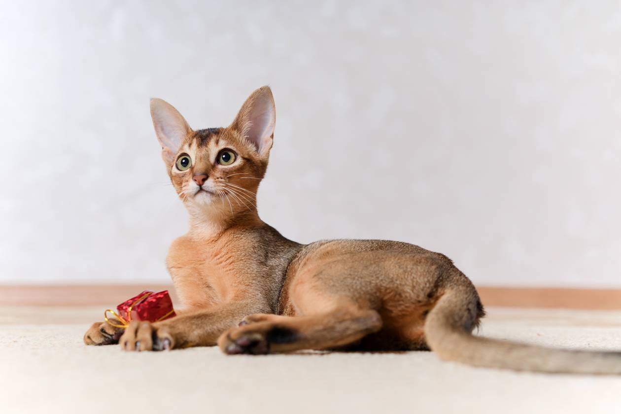 Абиссинская кошка: особенности породы, фото и характер абиссина, выбор котёнка абиссинца, уход и содержание питомца, корм для кота