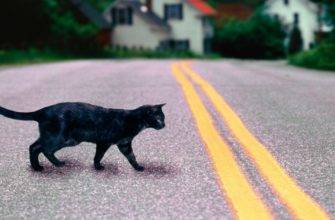 Что делать, если перебежала дорогу черная кошка
