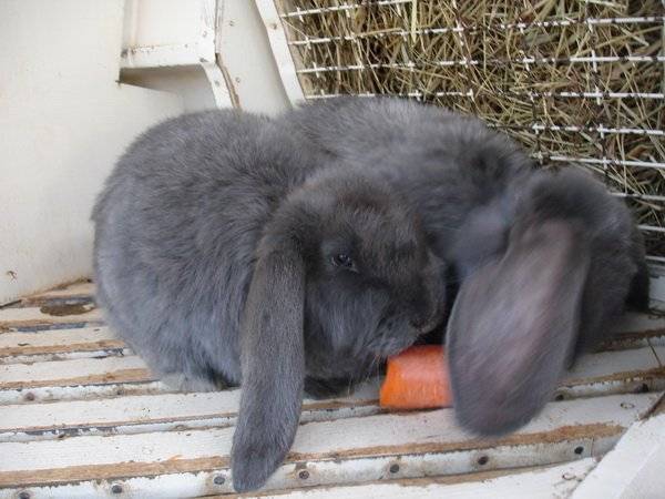 Кролик баран (37 фото): описание вислоухих декоративных, карликовых и других видов кроликов породы баран. сколько лет они живут? особенности ухода