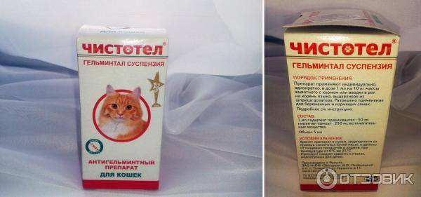 Вакцина от аллергии на кошек: планы и реальность