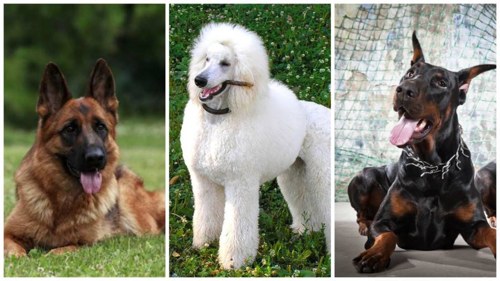 Самые умные породы собак в мире