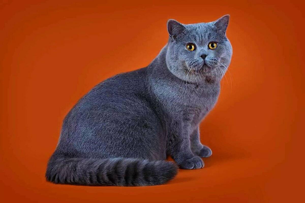 Описание голубых британских кошек и тонкости их содержания