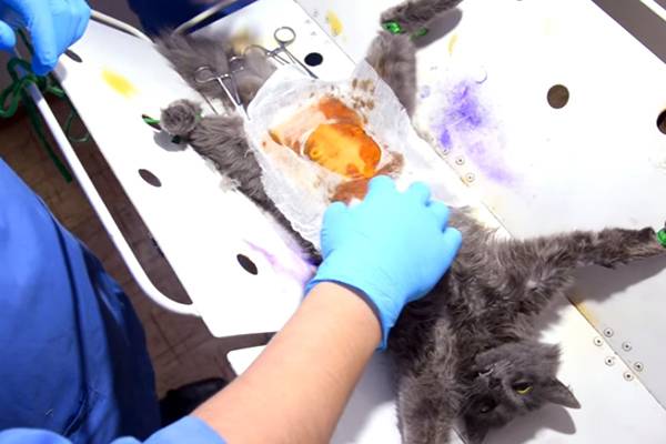 Кастрация и стерилизация кроликов: техника, как кастрируют и нужна ли она