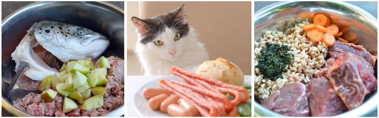 Как правильно кормить кошек: советы экспертов - лайфхакер