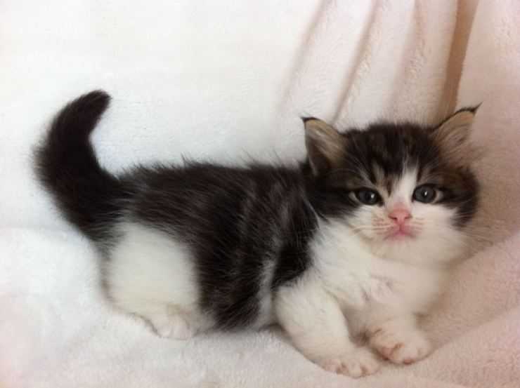 Самые маленькие кошки в мире: породы и особенности ухода за карликовыми котами