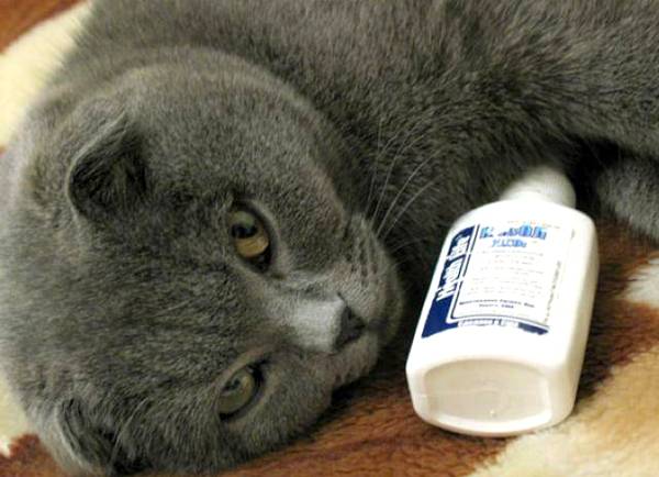 Кошка заболела чихает чем лечить - муркин дом