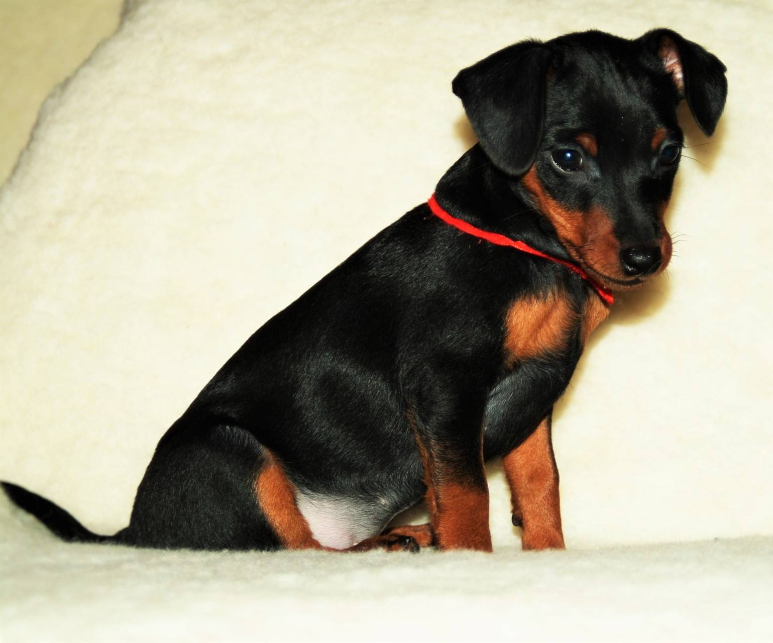 Карликовый пинчер (цвергпинчер) - описание породы и характер собаки