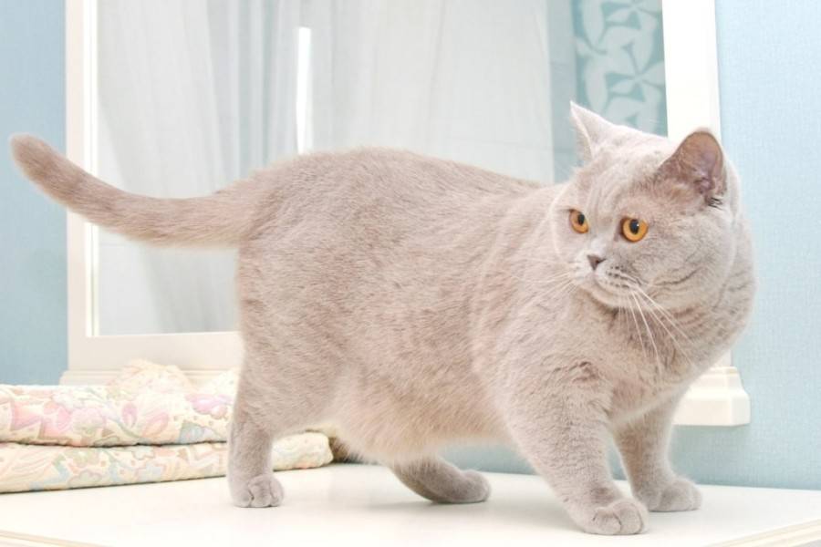 Британская кошка лилового окраса: история породы, виды, особенности и фото британцев