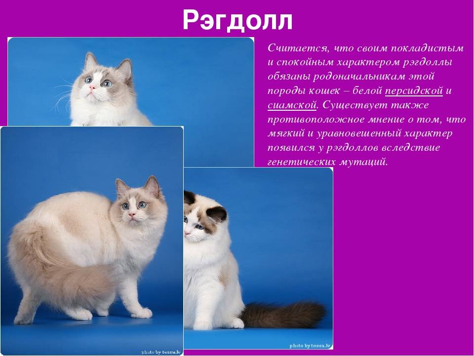 Рэгдолл (кошка): описание породы и характера